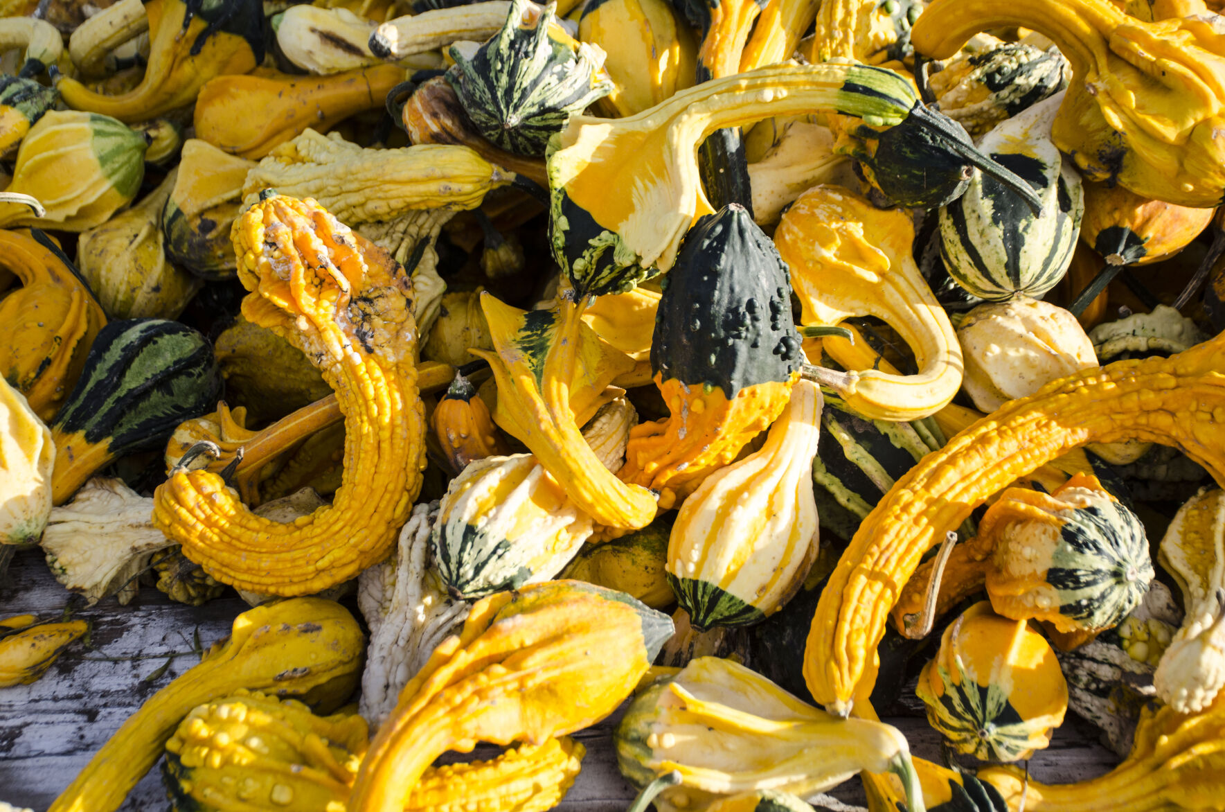 201015.news.pumpkinpatch.er4.jpg